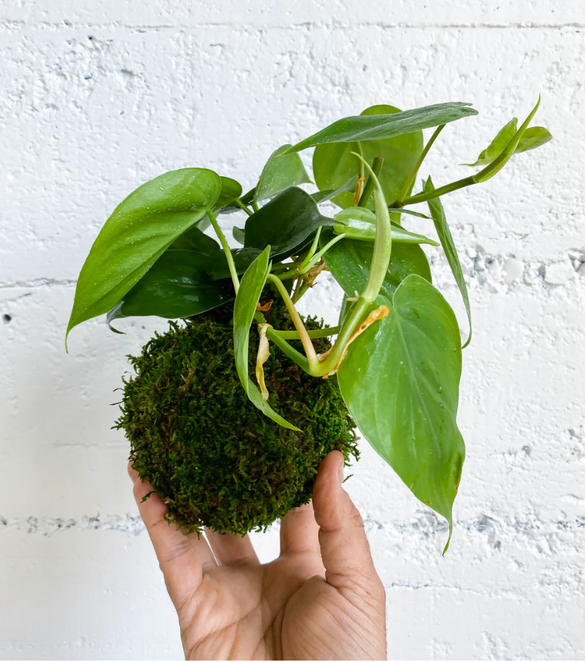 Moss ball