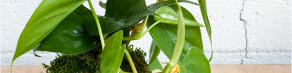 picture of moss ball